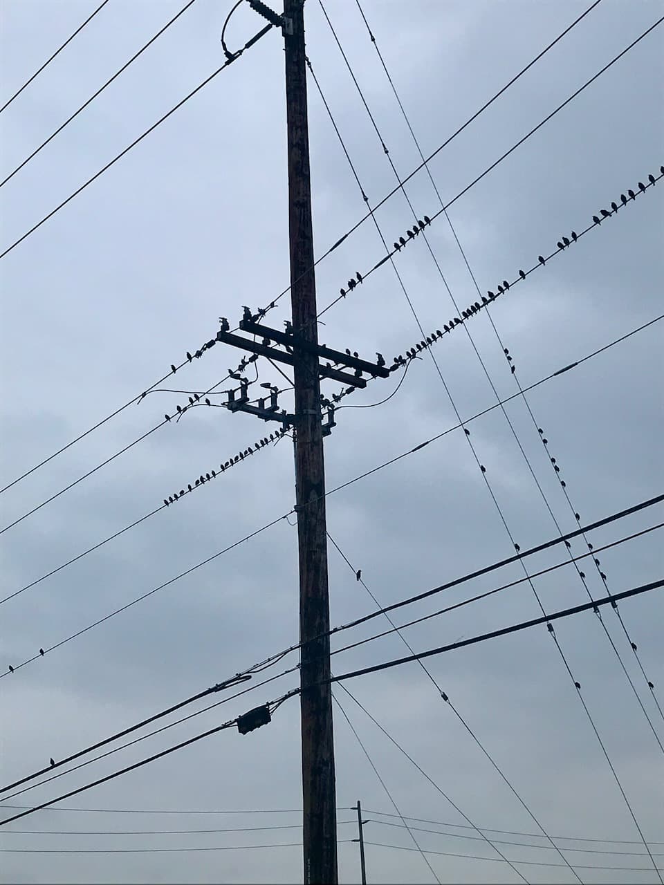A utility pole and many overhead wires silhouetted against a gray sky.
