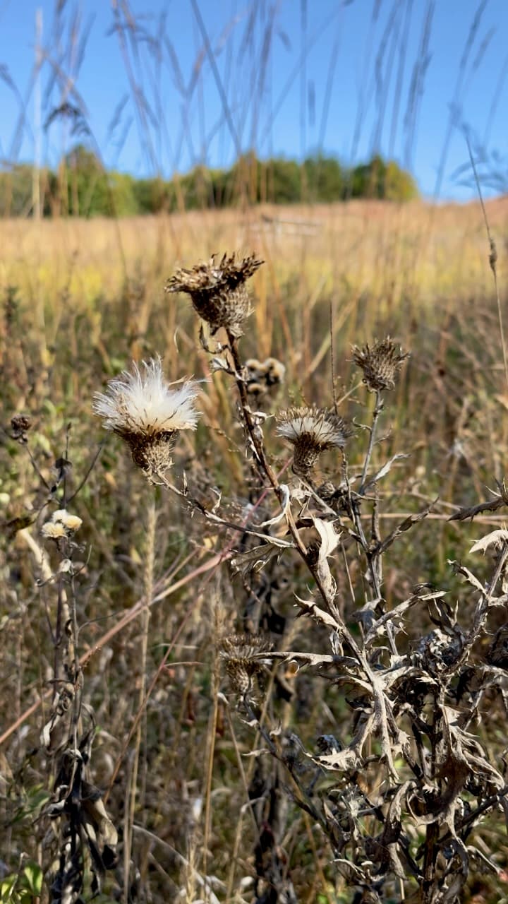 A close view of dried field plants with a meadow and blue sky in the background.