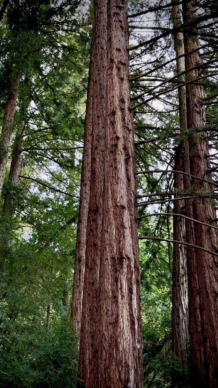 Tall trees rising vertically in a dense green forest.