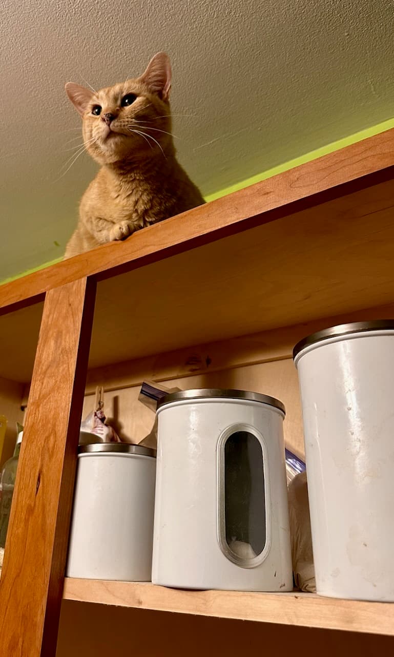 An orange cat sitting on a high wooden shelf above white kitchen containers.