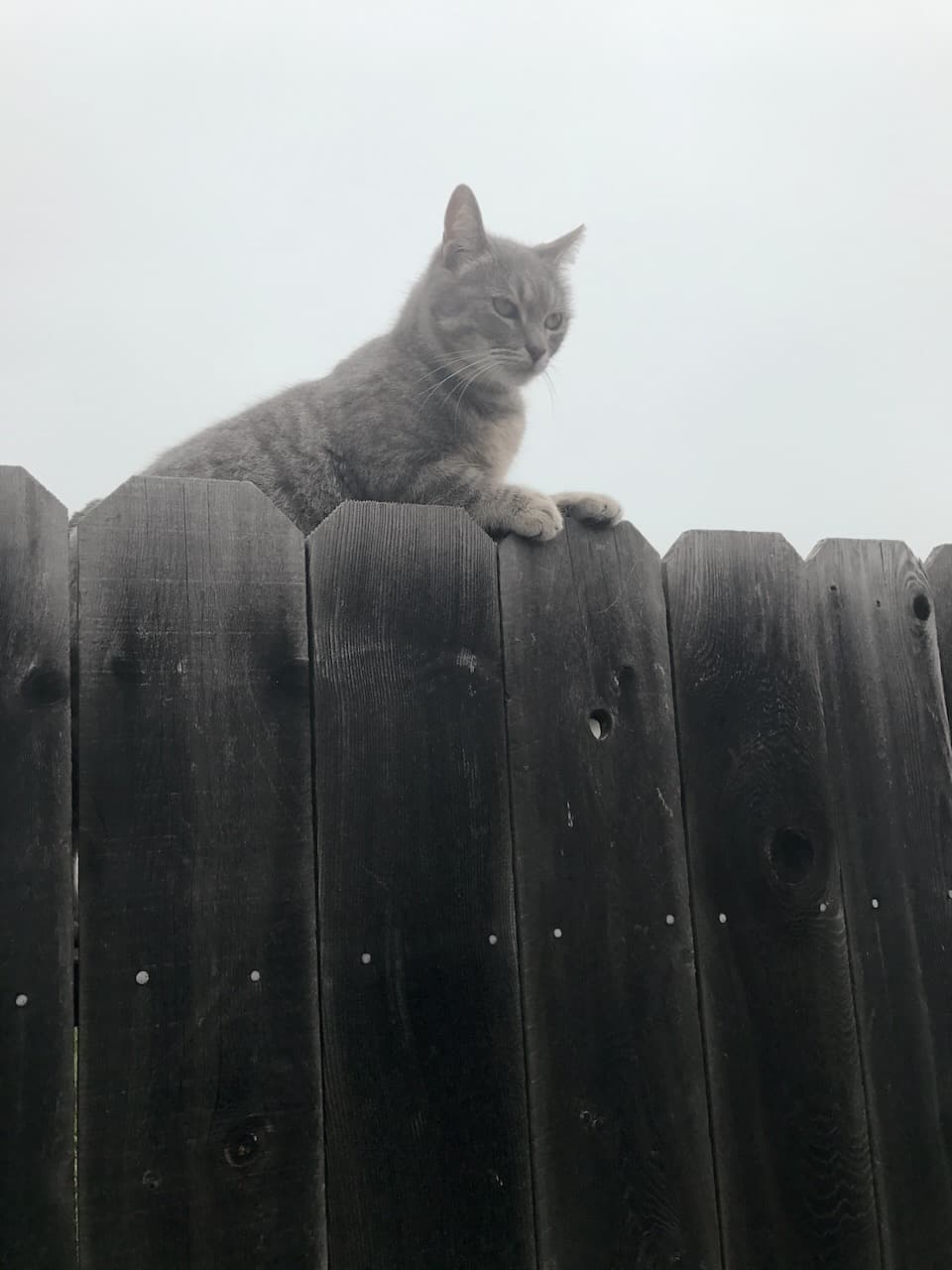 A gray cat perched on top of a dark wooden fence against a pale sky.