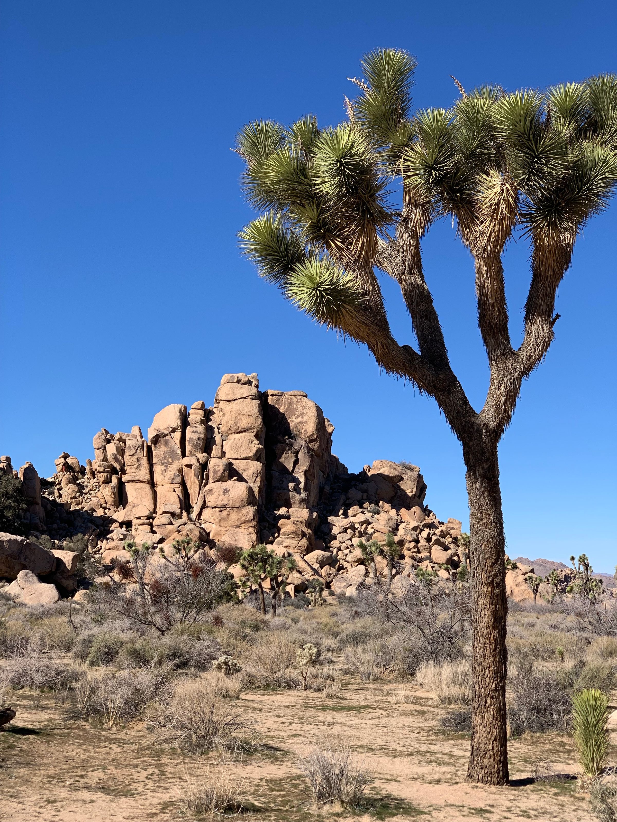 Joshua trees and desert rock formations in Southern California