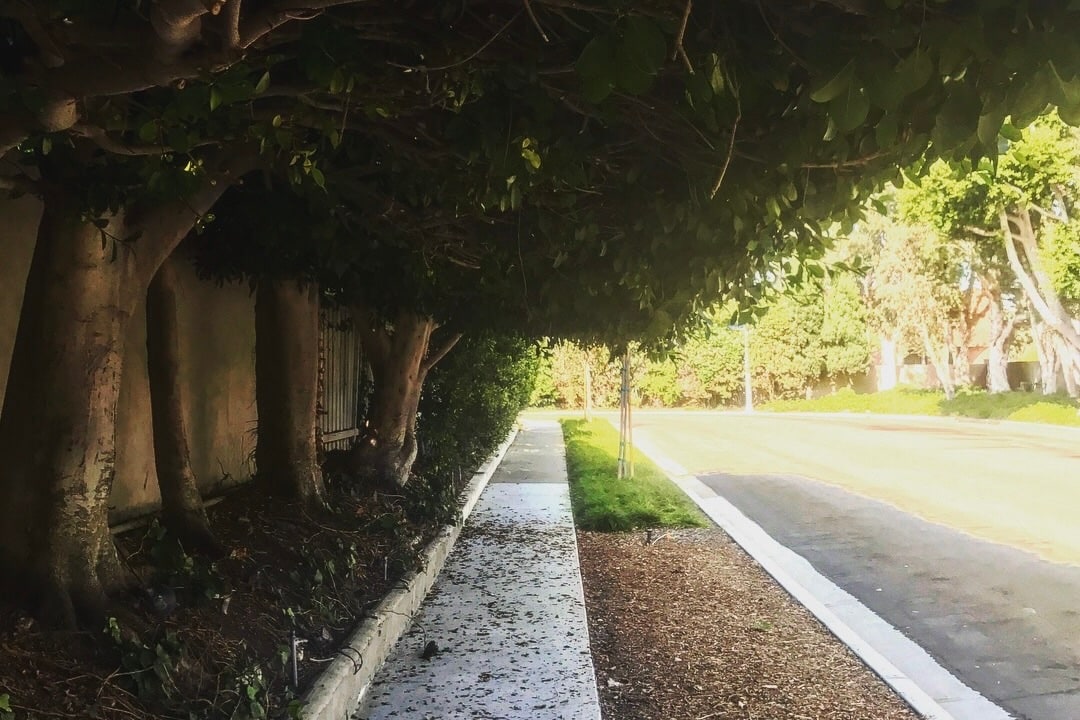 A tree-lined Southern California sidewalk